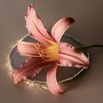 A stunning pink daylily flower rests gracefully on a reflective surface, creating a serene mood.