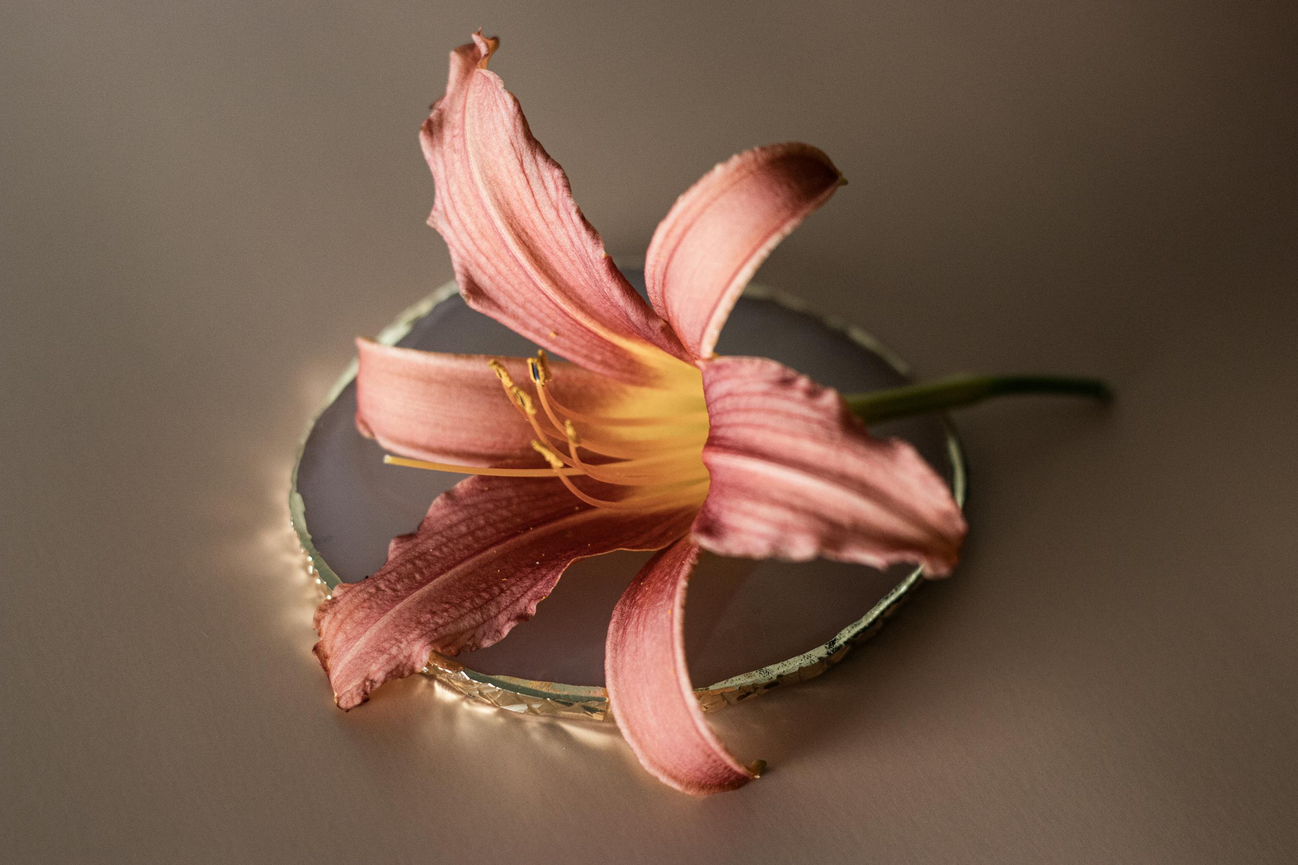 A stunning pink daylily flower rests gracefully on a reflective surface, creating a serene mood.
