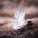 une plume illustrant la douceur pour soi